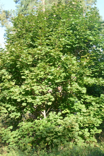 Klon kulowy — Bild 2