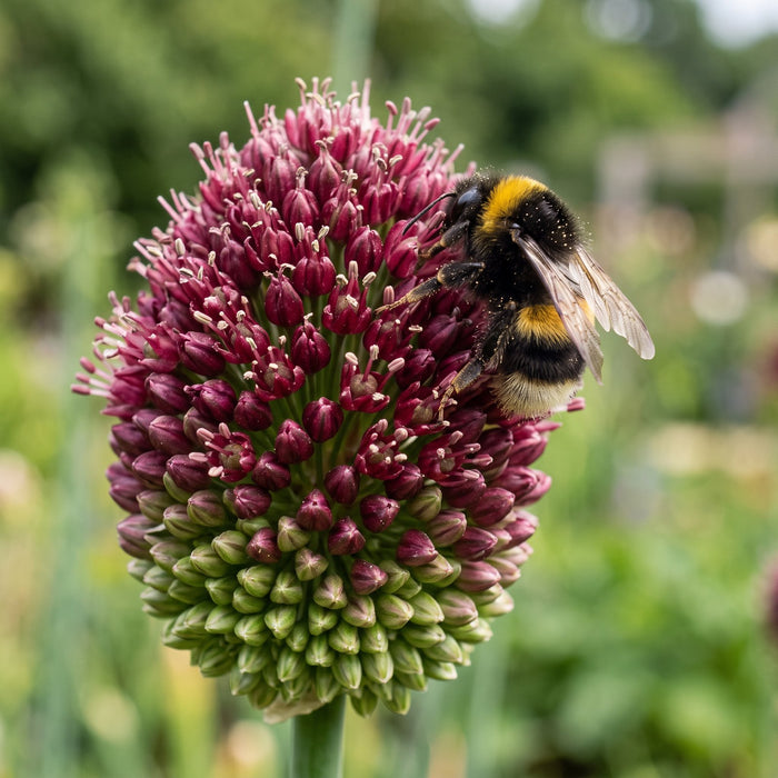 Blüte von Kugelköpfiger Lauch (Allium sphaerocephalon) in Nahaufnahme (KI-generiert)