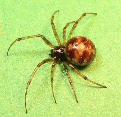 Pająki Orbowe — Bild 4