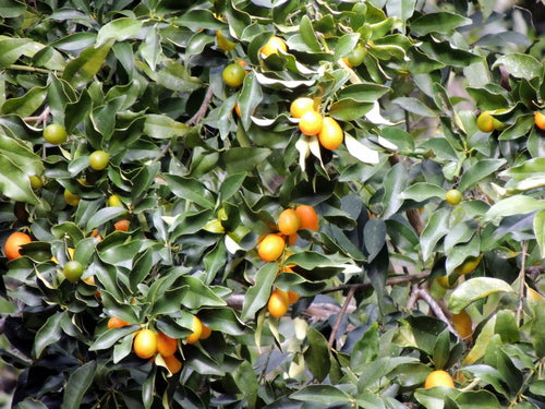 Kumkwat — Bild 2