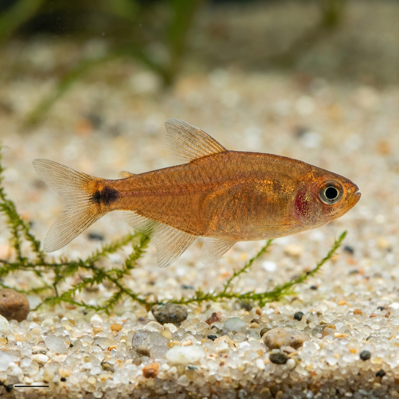 Tetra miedzi