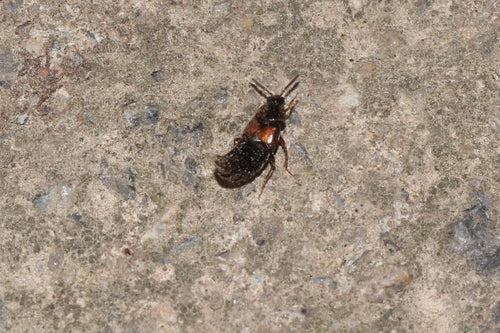 Chrząszcz krótkoskrzydły (rodzaj Aleochara) — zdjęcie 5 z 7