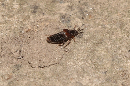 Chrząszcz krótkoskrzydły (rodzaj Aleochara) — zdjęcie 4 z 7