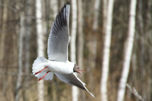 Mewa czarnogłowa — Bild 2