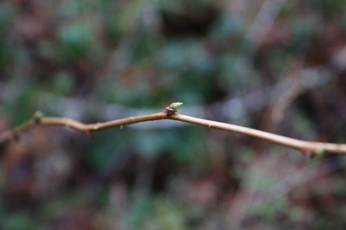 Łosoś — Bild 5