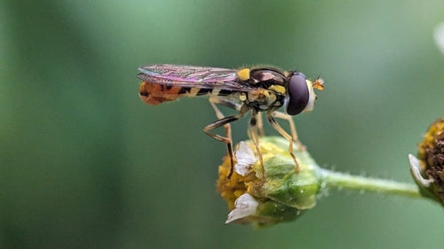 Bzygowate długobrzuchy — Bild 5