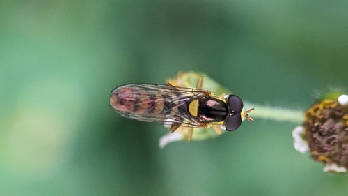 Bzygowate długobrzuchy — Bild 4