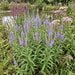 Langblättriger Ehrenpreis (Veronica maritima) in Blüte im naturnahen Garten (KI-generiert)