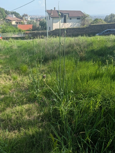 Por — zdjęcie 4 z 11