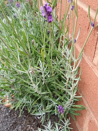 Lavendel - Bild 5