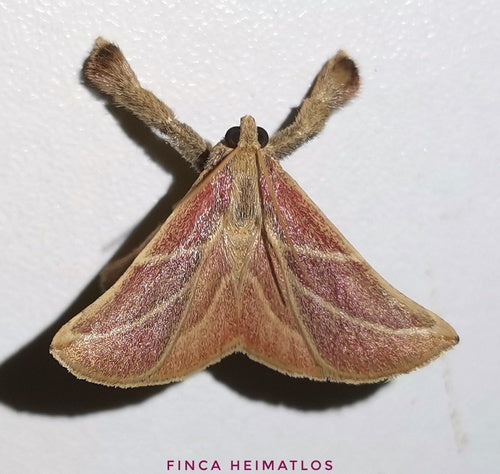 Lebensmittelmotten - Bild 5