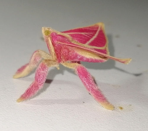 Lebensmittelmotten - Bild 2