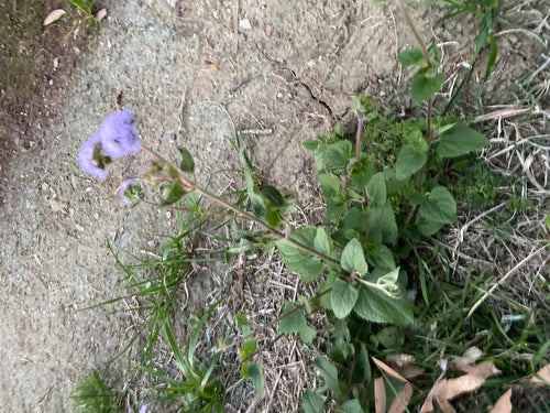 Balsam na wątrobę — Bild 5