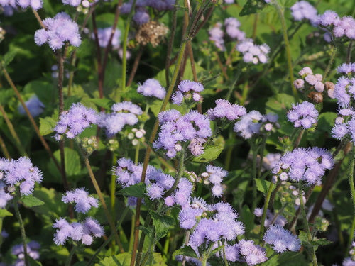 Balsam na wątrobę — Bild 4