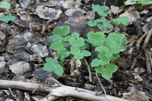 Wątrobowce — Bild 2