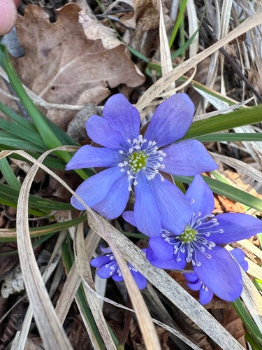 Wątrobowce — Bild 4