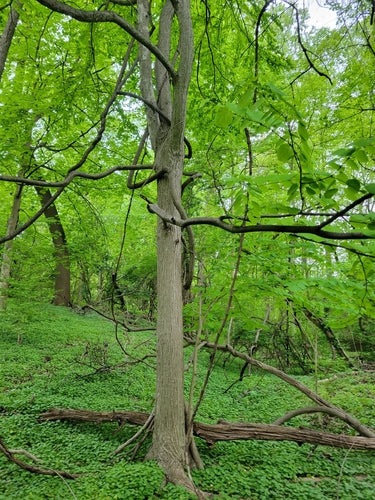 Piernikowe drzewo — Bild 1