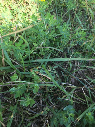 Żaba lamparta — Bild 4