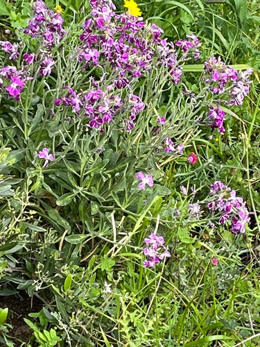 Lewkojen — Bild 4