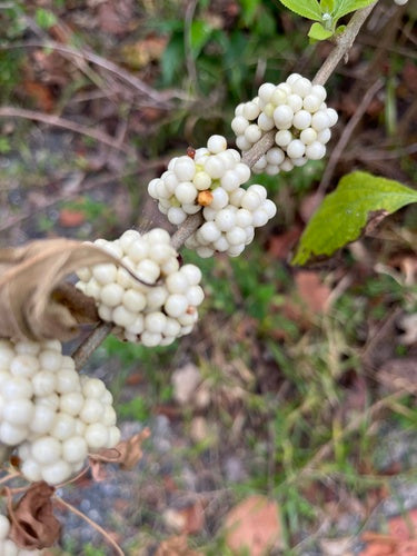 Uwielbiam krzak perłowy — Bild 2