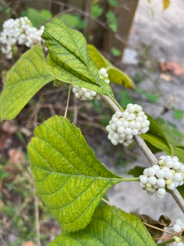 Uwielbiam krzak perłowy — Bild 1