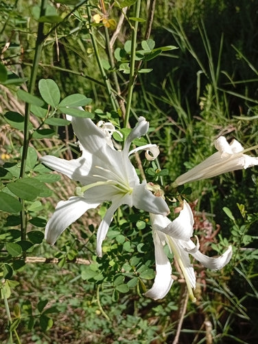 Lilie — Bild 1
