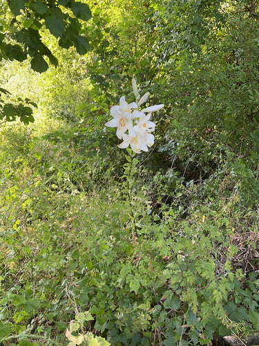 Lilie — Bild 2