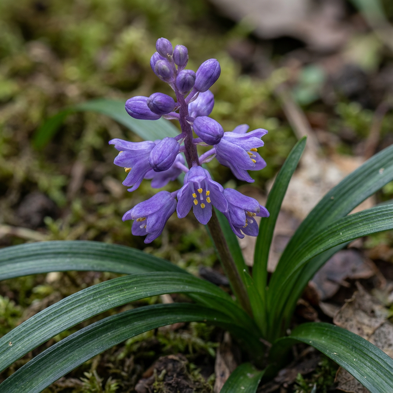 Grono lilii