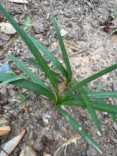 Grono lilii — Bild 5
