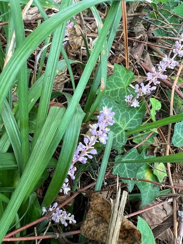 Grono lilii — Bild 4