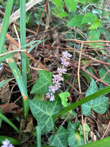 Grono lilii — Bild 3