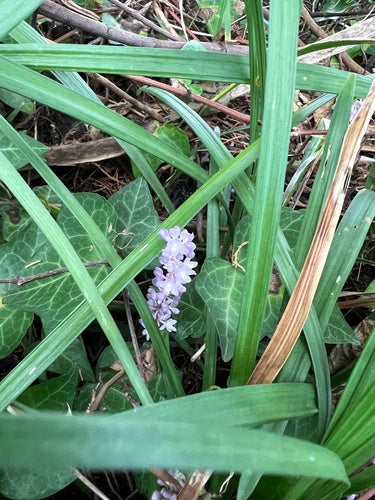 Grono lilii — Bild 2