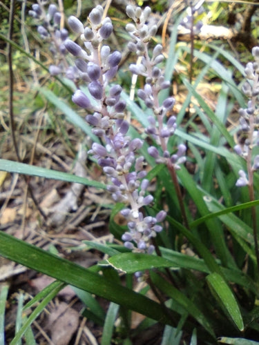 Grono lilii — Bild 1