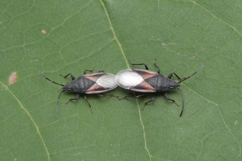 Błąd lipowy — Bild 5