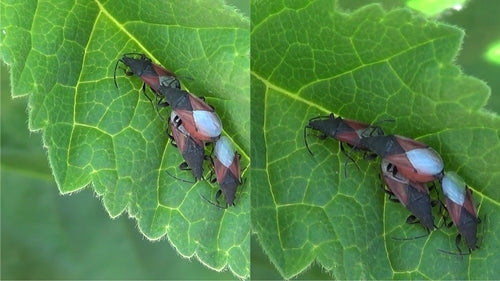 Błąd lipowy — Bild 2