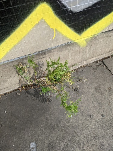 Soczewki — Bild 4