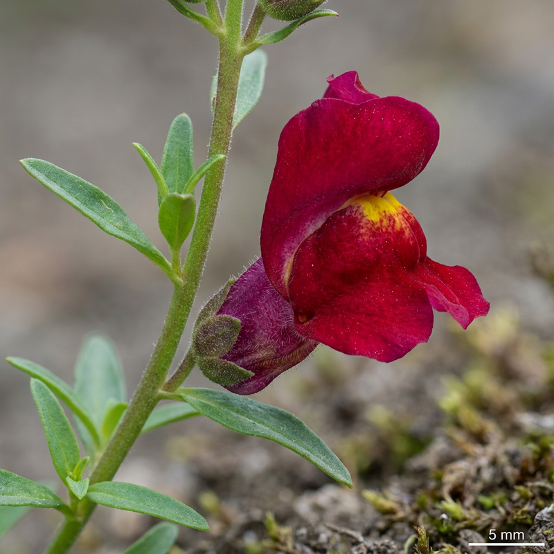 Snapdragony