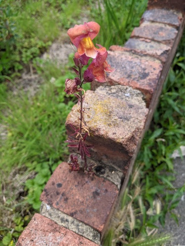 Snapdragony — Bild 5