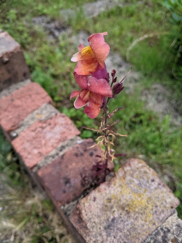 Snapdragony — Bild 4