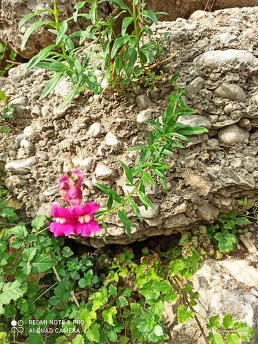 Snapdragony — Bild 3