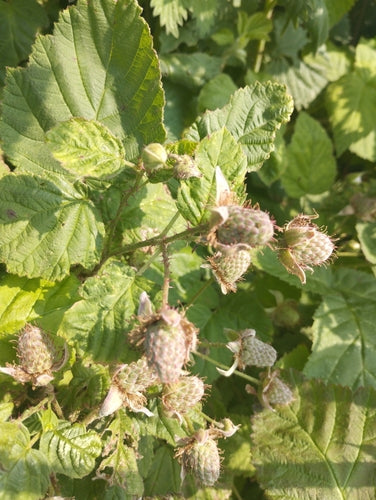 Loganberry — Bild 3