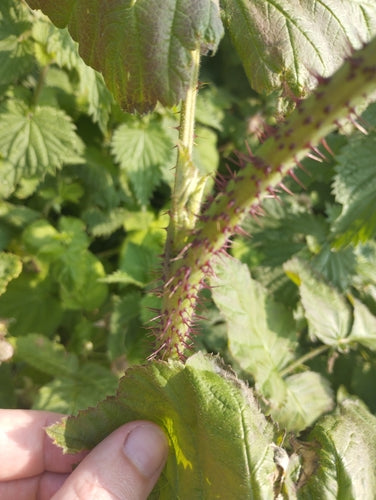Loganberry — zdjęcie 2 z 6