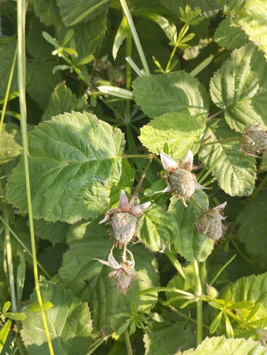 Loganberry — zdjęcie 1 z 6