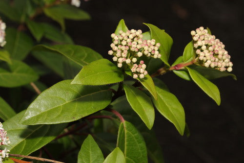 Laurowa śnieżka — Bild 2
