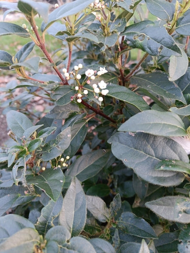 Laurowa śnieżka — Bild 3