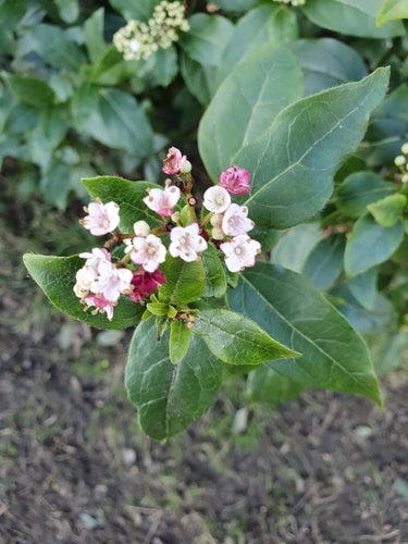 Laurowa śnieżka — Bild 2