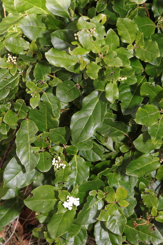 Laurowa śnieżka — Bild 3