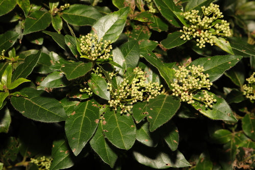 Laurowa śnieżka — Bild 5