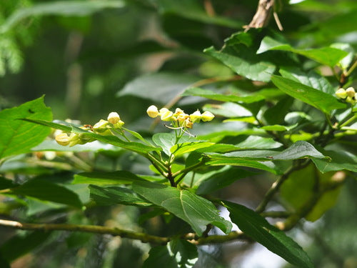 Losbauma — Bild 5