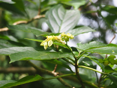 Losbauma — Bild 4
